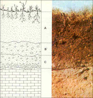 20120529-soil Estructura-suelo.jpg